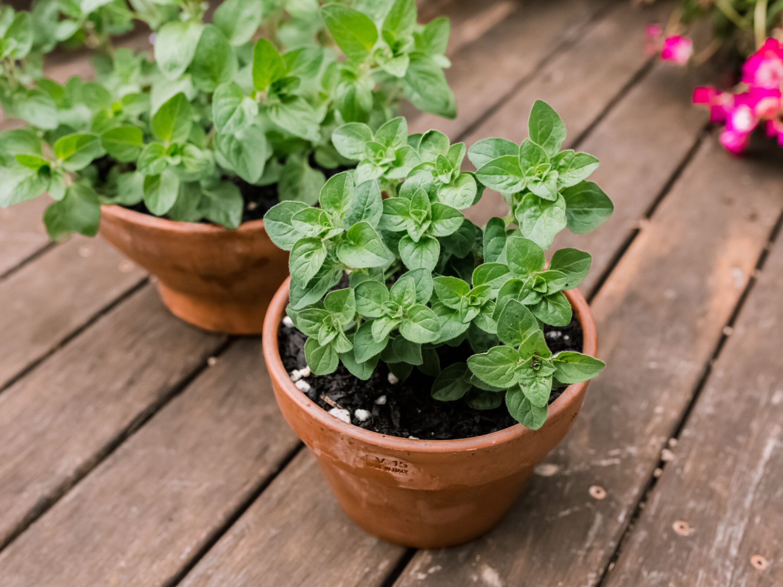 Must Keep Oregano Plants For Your House Indoors
